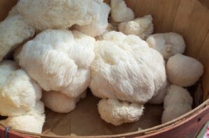 how to grow lion's mane indoors