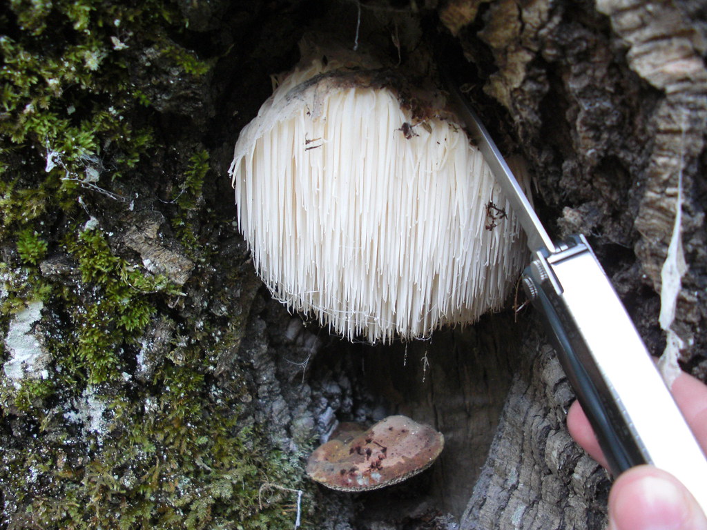 how to grow lion's mane mushrooms at home