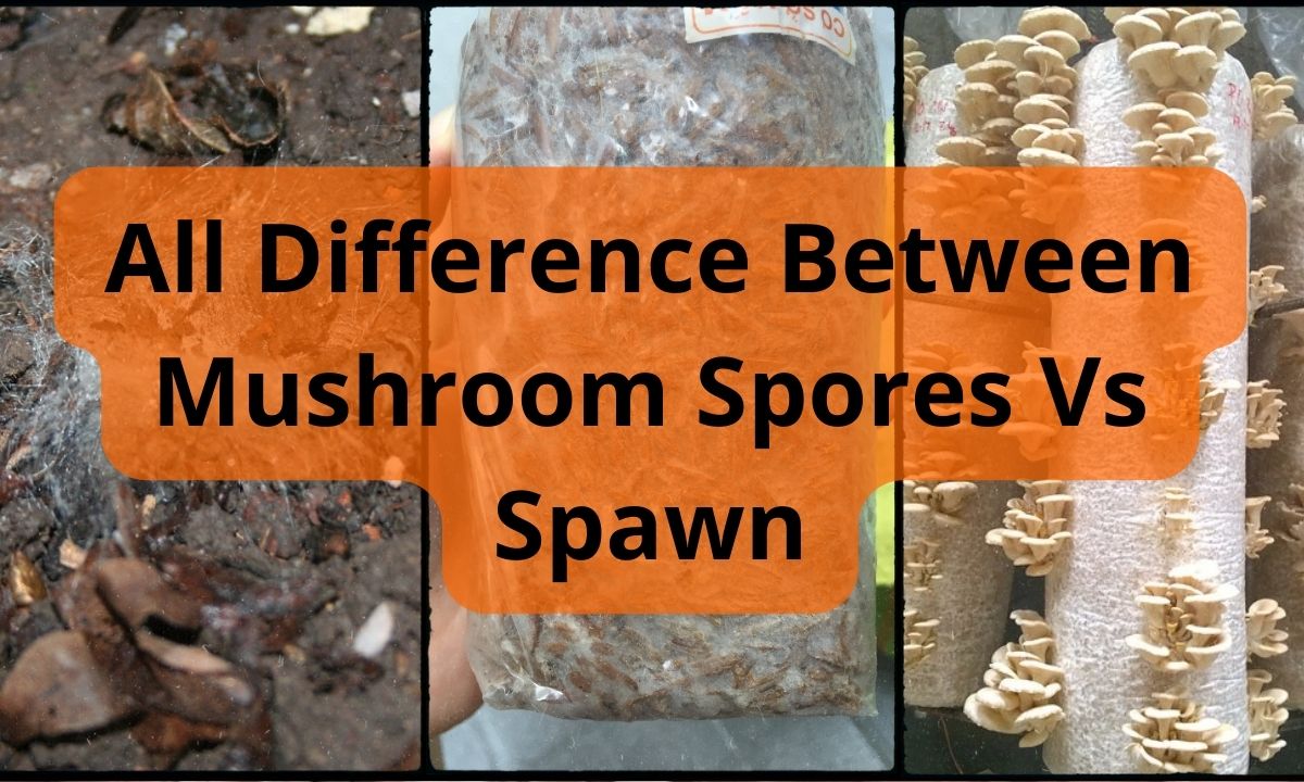 All Difference Between Mushroom Spores Vs Spawn