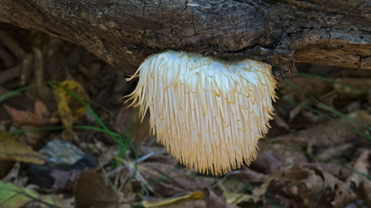 Can I buy lion's mane mushrooms online