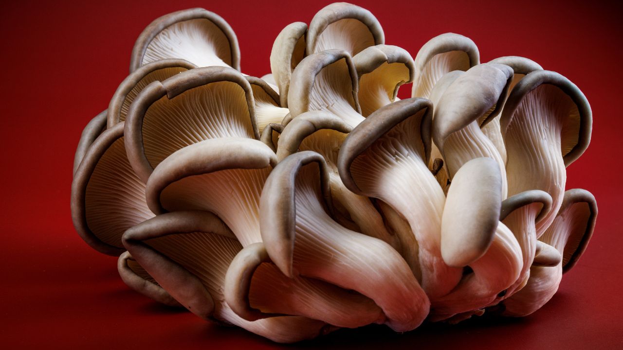 Find Fresh Oyster Mushrooms Near Me Now