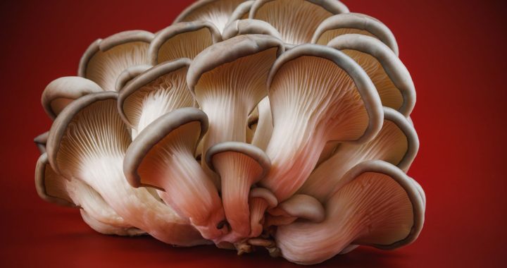 Find Oyster Mushrooms Near Me