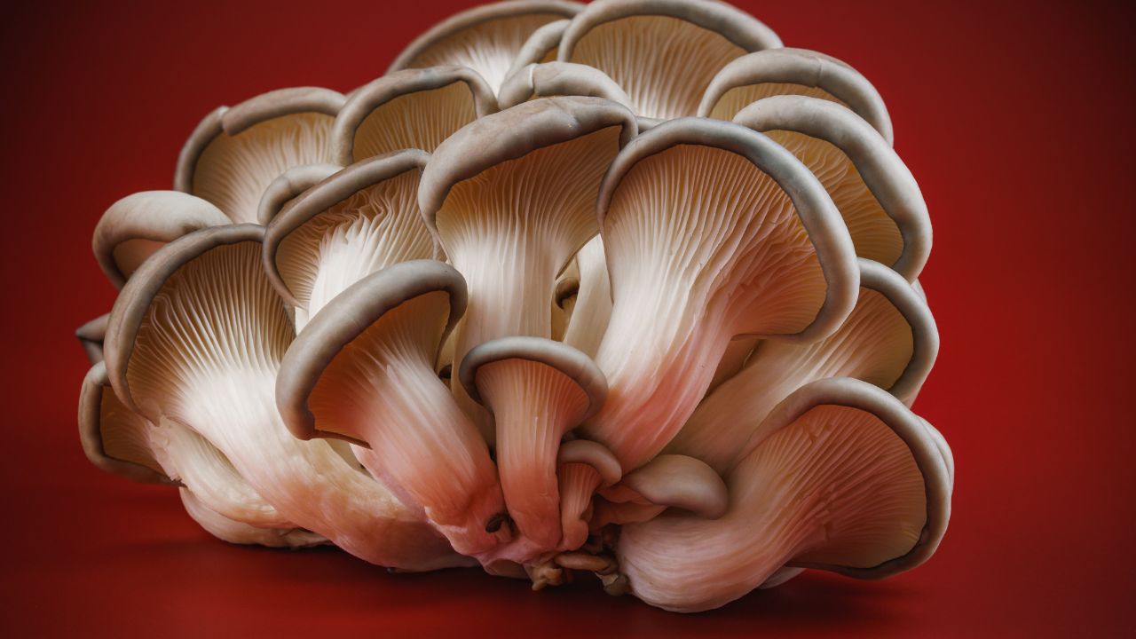Find Oyster Mushrooms Near Me