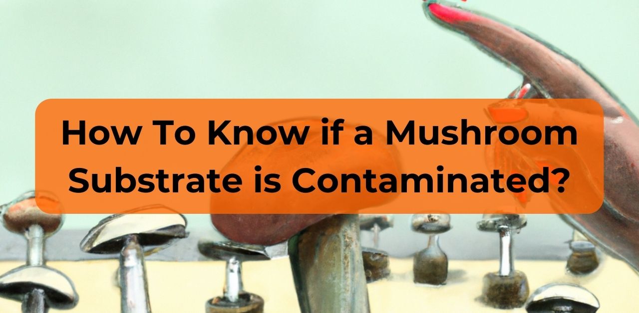 How Do You Know if a Mushroom Substrate is Contaminated