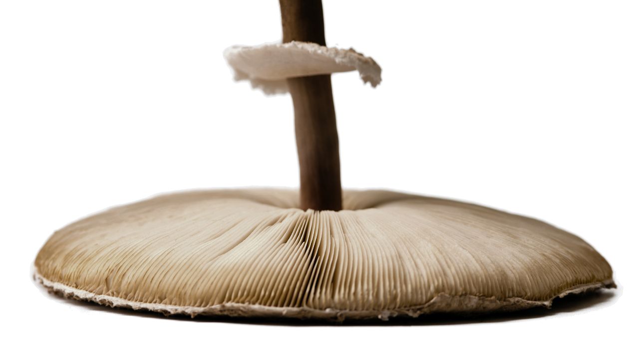 Storing Mushroom Spores Long-Term
