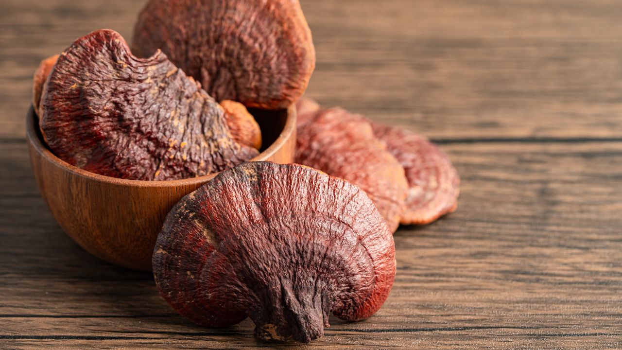 What can I expect on my wellness journey with reishi mushroom