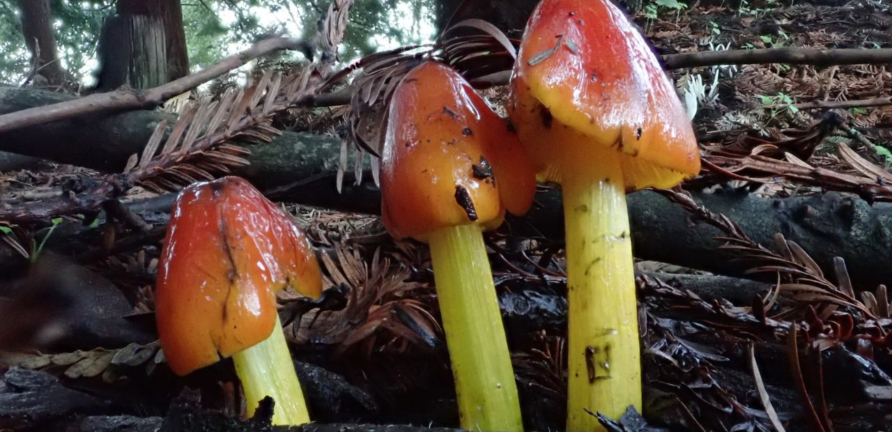 What is the mushroom that looks like a strawberry