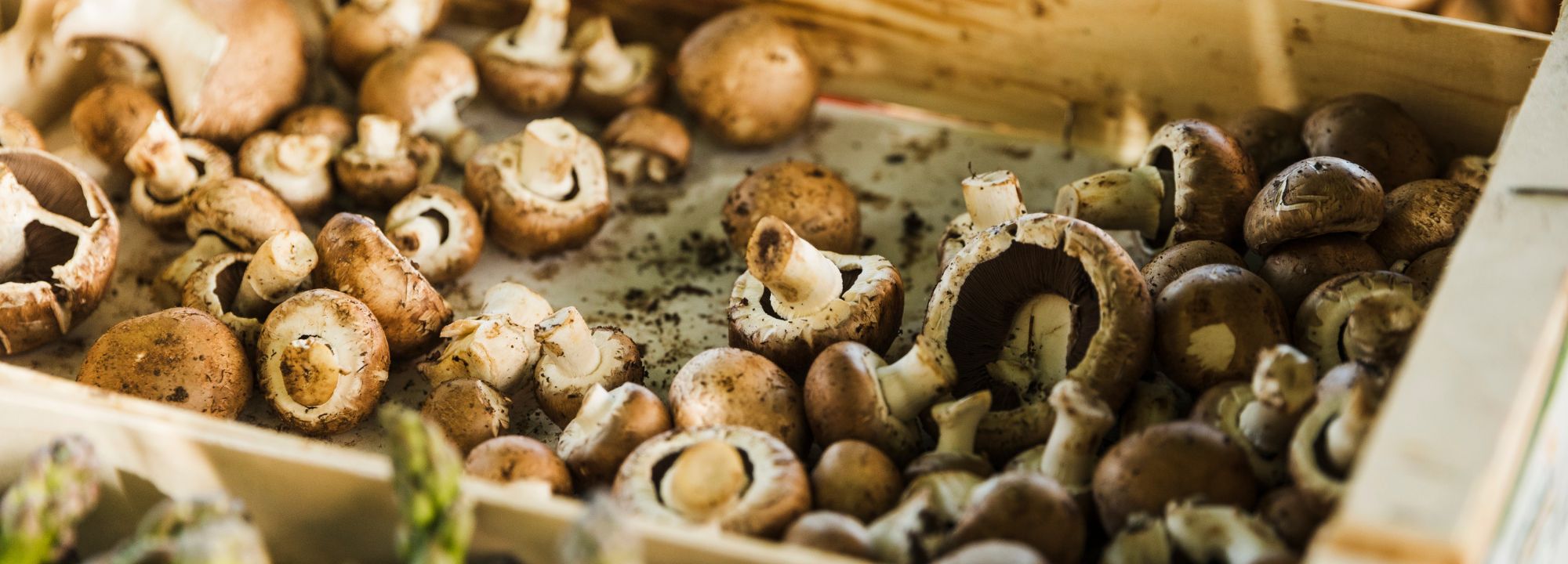 a beginner s guide to growing your own mushrooms