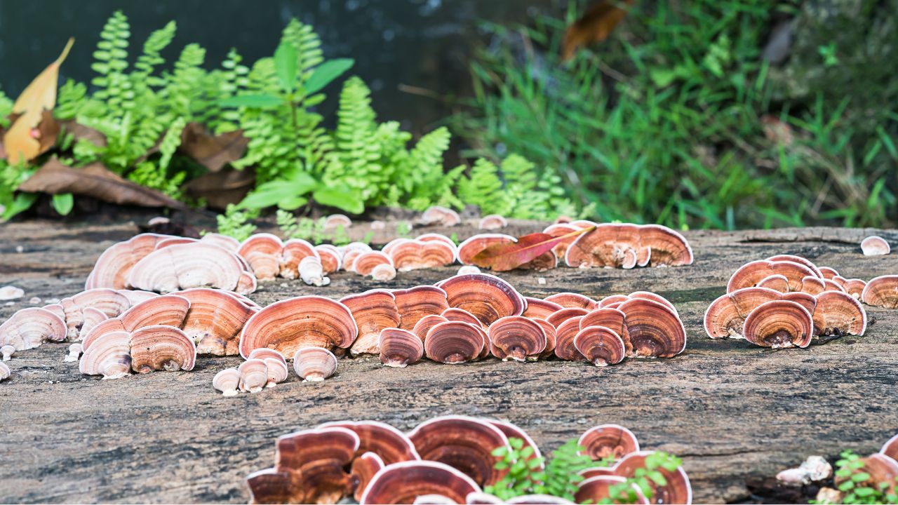 benefits of consuming reishi mushroom