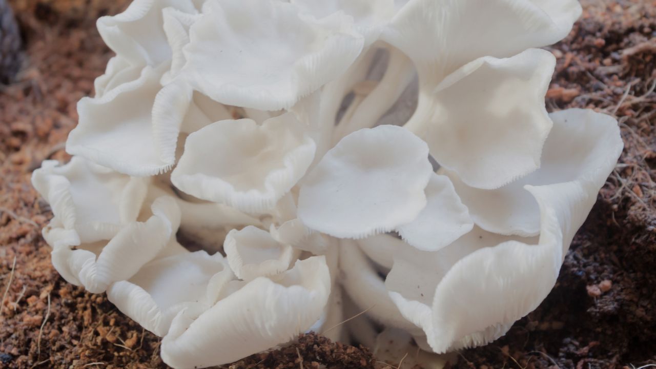 buy Oyster Mushrooms online