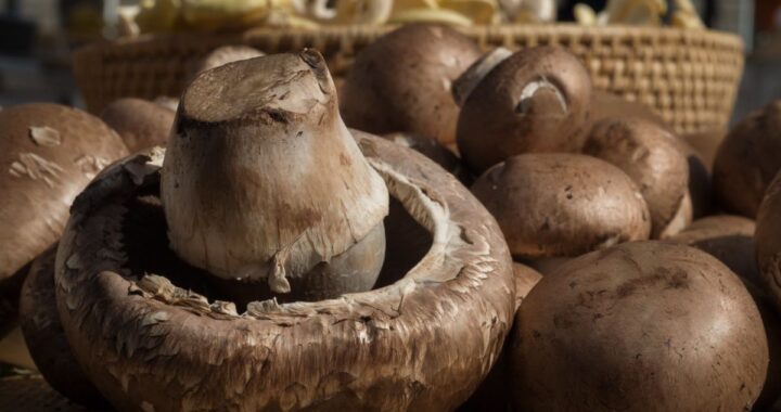 grow portobello mushroom at home