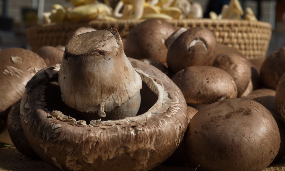 grow portobello mushroom at home