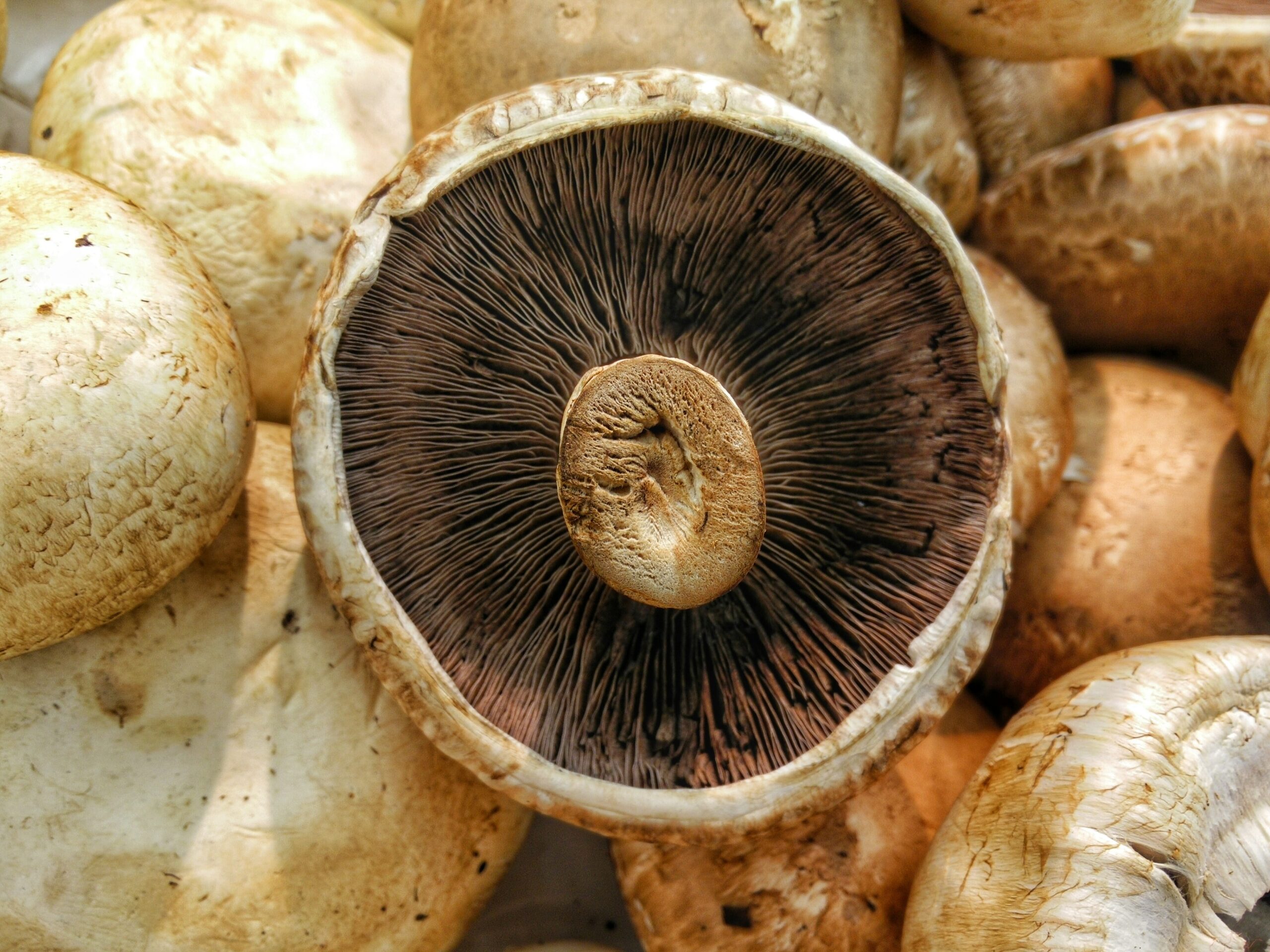 benefits of growing mushrooms at home