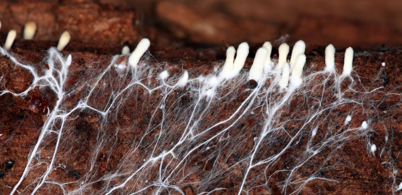 light on mycelium growth