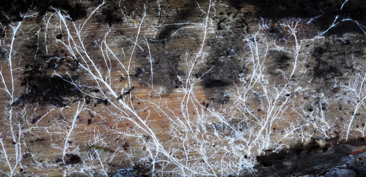 lights on mycelium growth