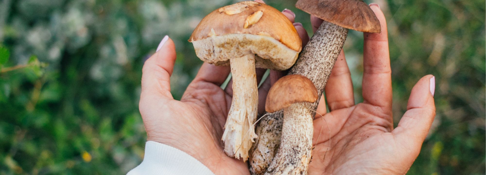 mushroom farming for beginners