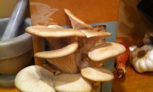 Are Mushroom Growing Kits Worth It?