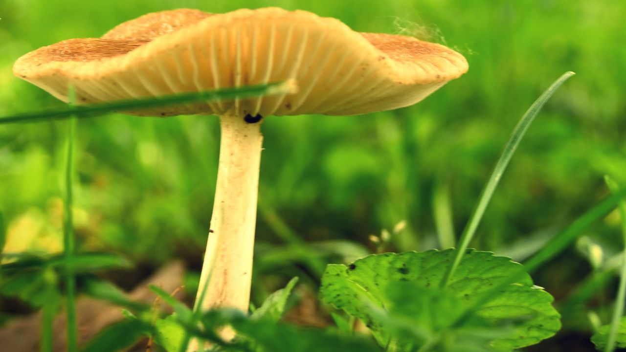 mushroom in my plant