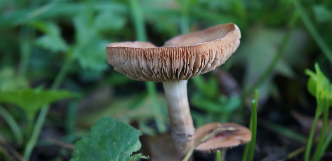 mushroom in my plants