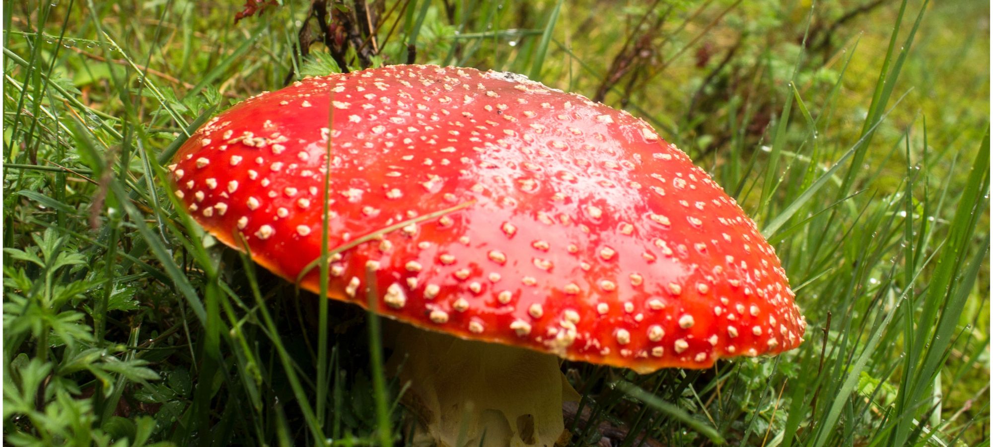 mushroom season in us