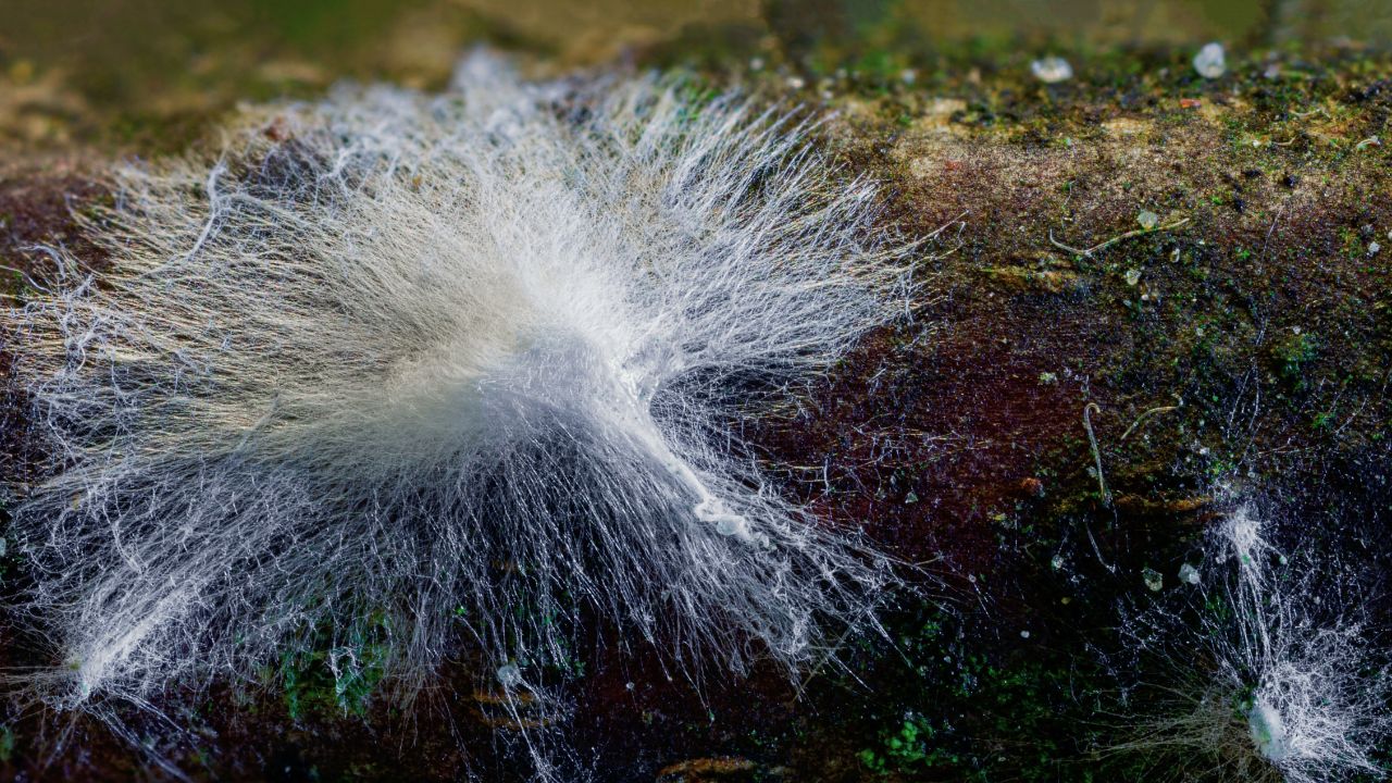 mycelium growth light