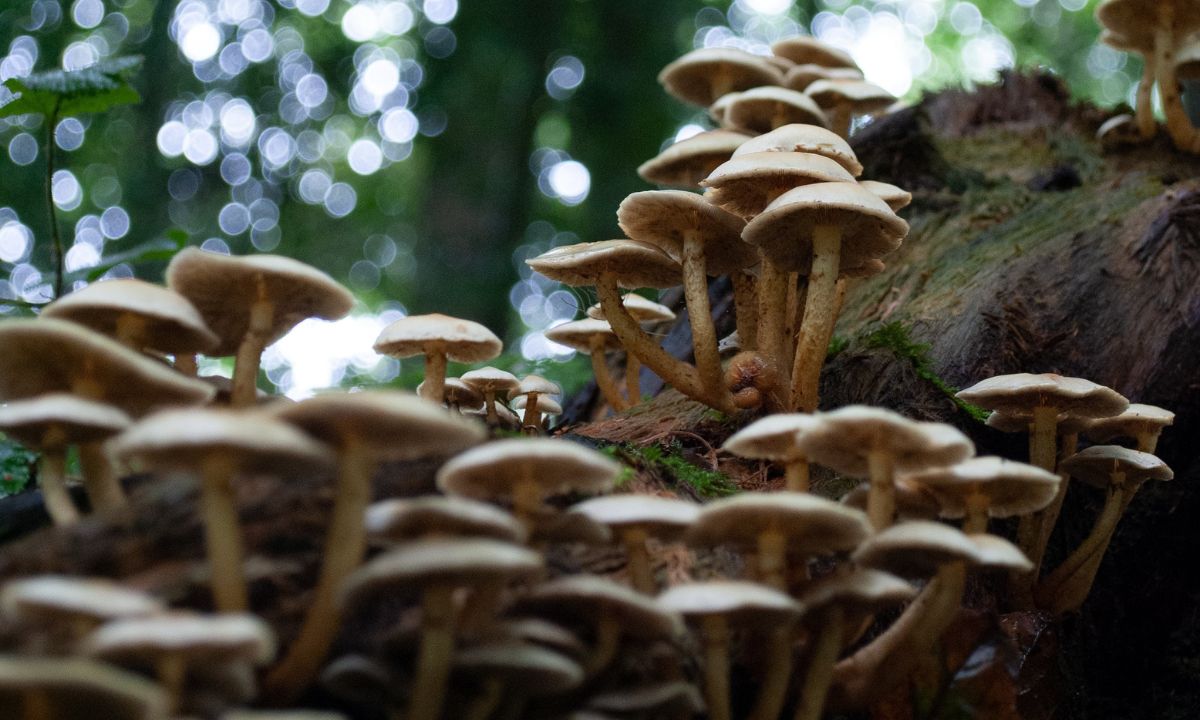 when mushroom season in us