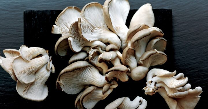 Best Places to Grow Mushrooms at Home