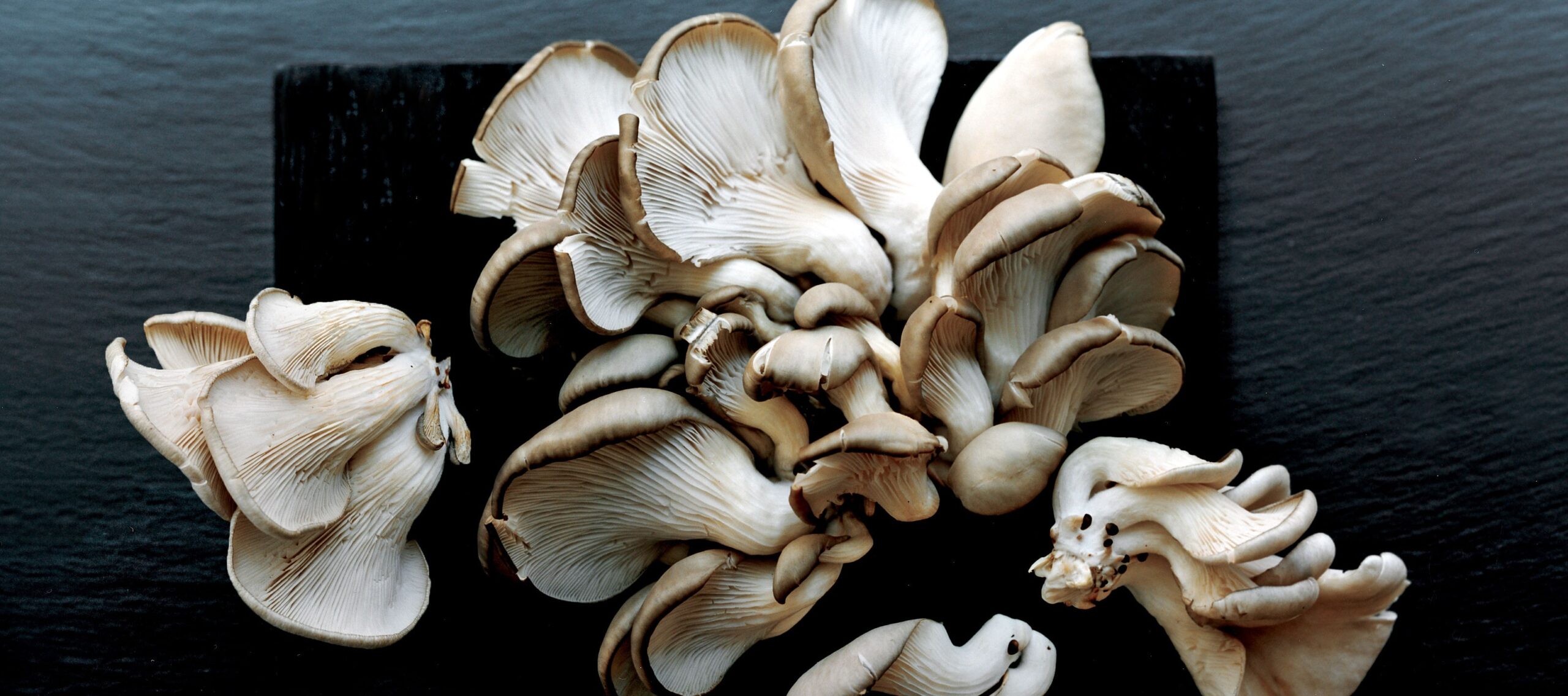 Best Places to Grow Mushrooms at Home