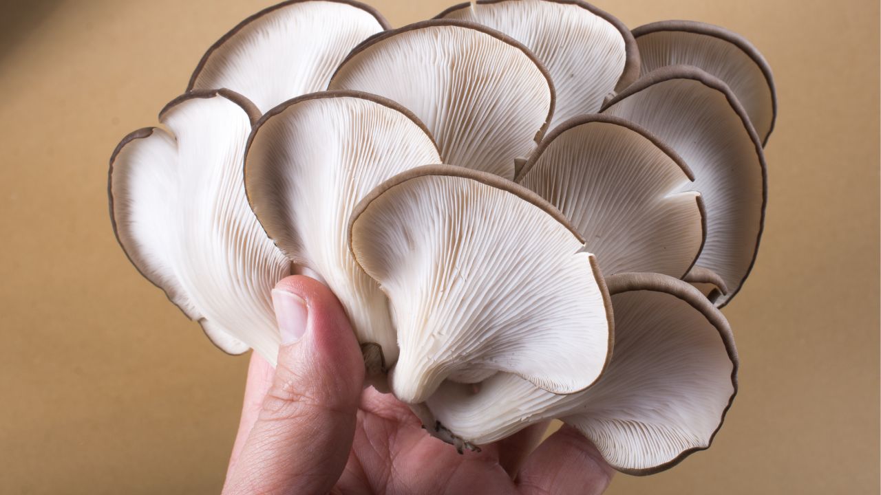 where to buy Oyster Mushrooms