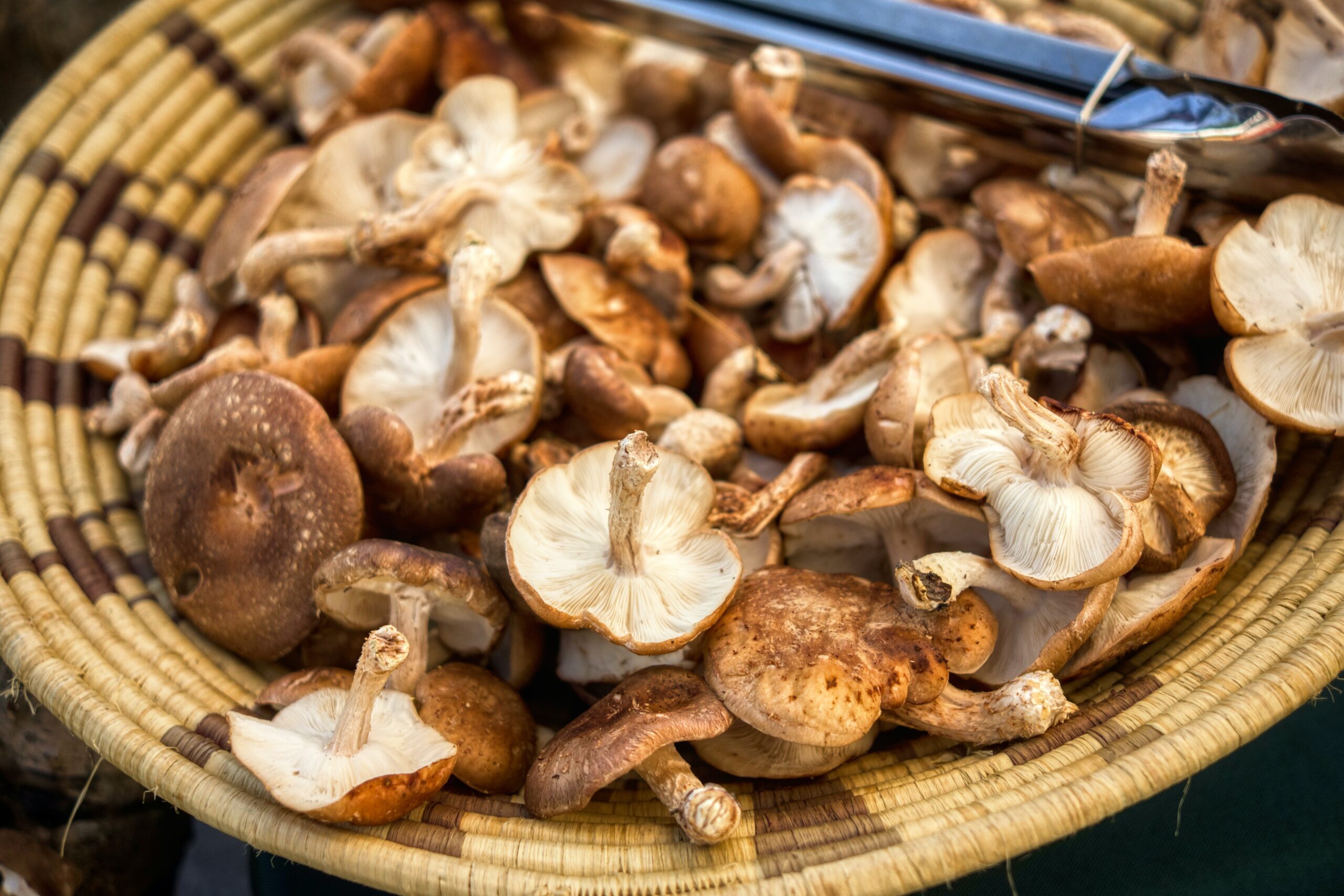 mushroom farming at home